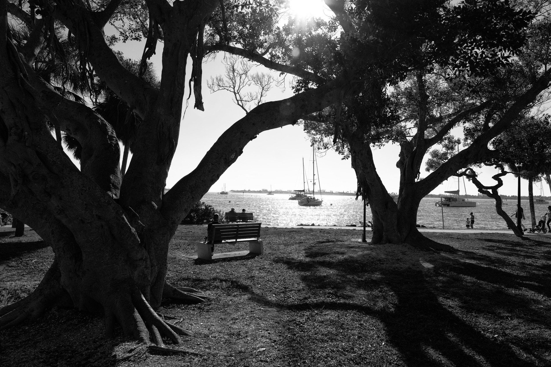 Backlit banyan trees at Bayfront Park in Sarasota, people on a bench, sailboats on bright water