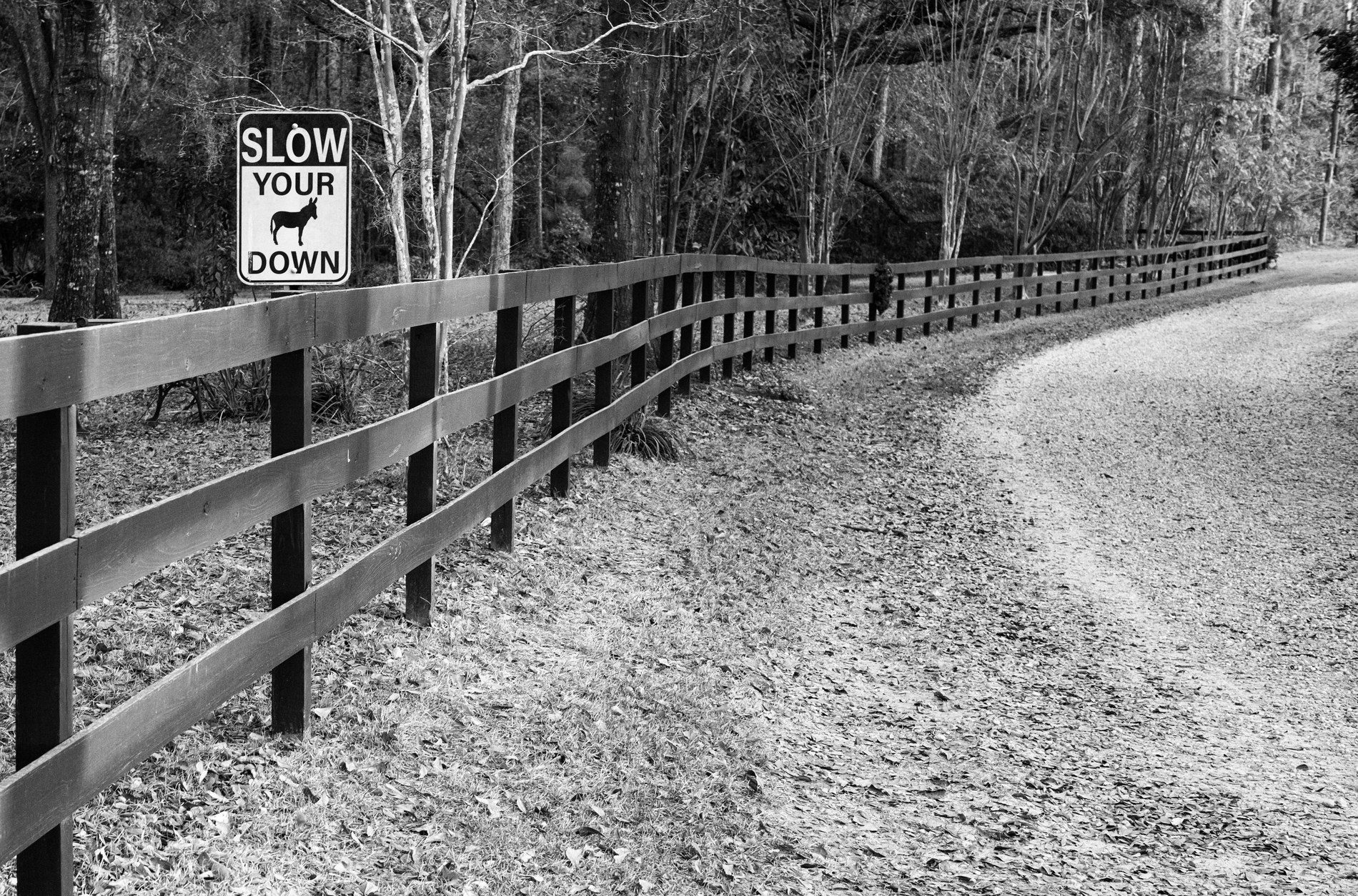 A Slow Your Down road sign with a donkey silhouette on a wooden fence beside a curving dirt road through winter trees